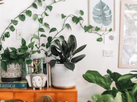 top 7 Life-Changing Lucky Plants