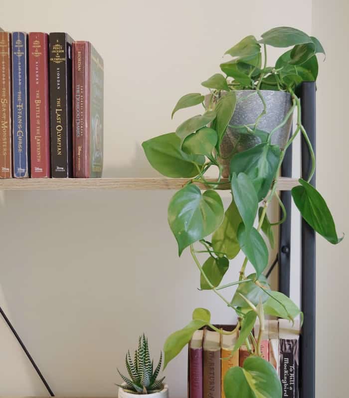 Heartleaf Philodendron for indoor
