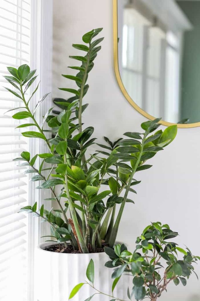 ZZ Plant for indoor