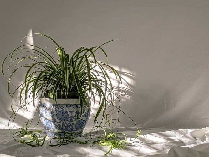 Spider plant for home