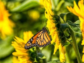 Butterfly Tattoo Designs