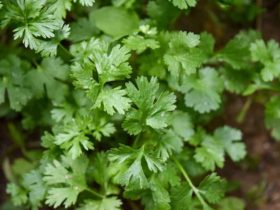 parsley