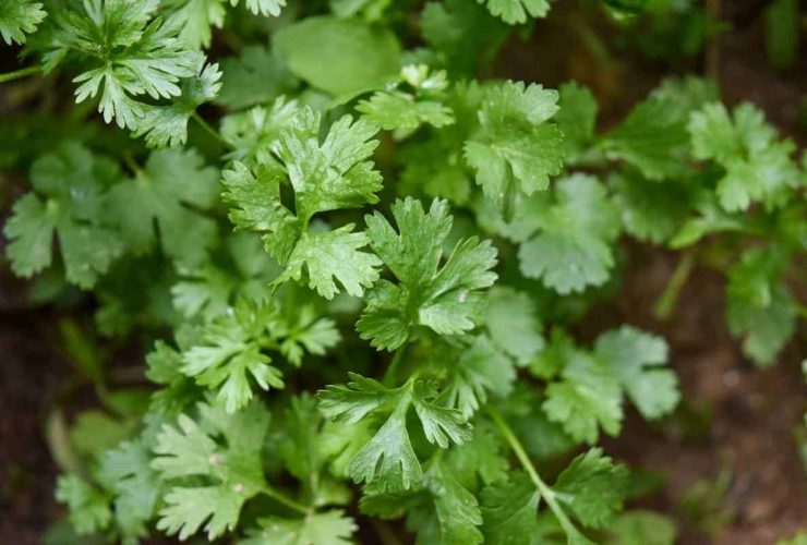 parsley