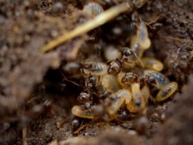 Termite Swarming