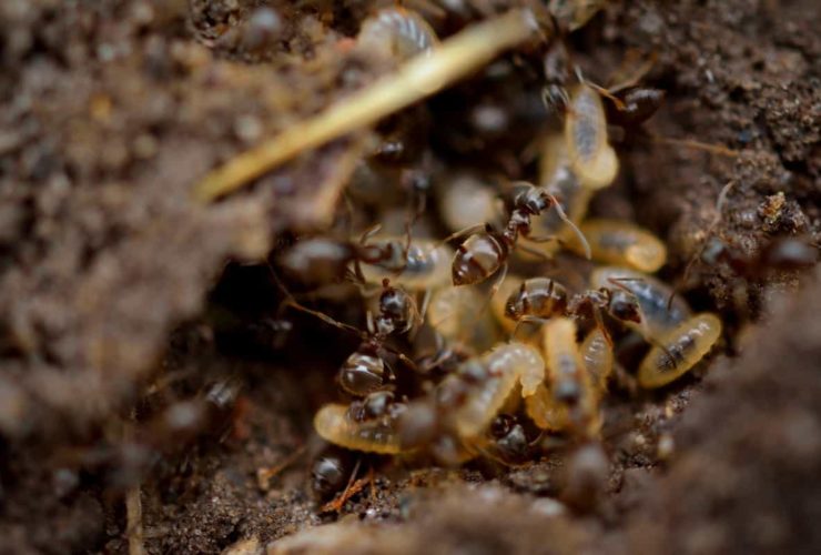 Termite Swarming