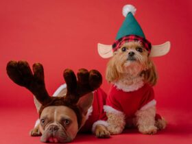Christmas Attire For Your Dog