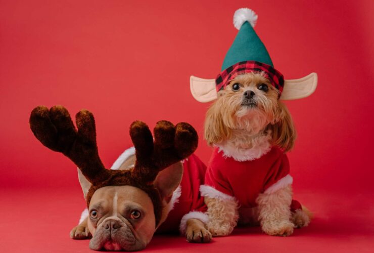 Christmas Attire For Your Dog