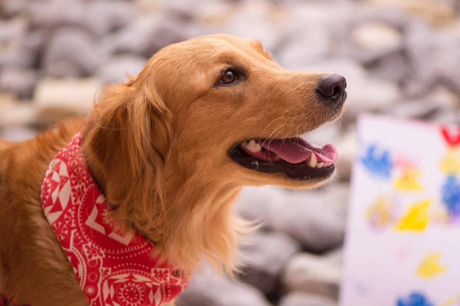 Dog Bandana
