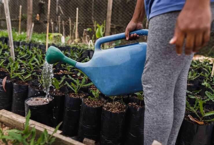 worst Time to Water a Plant